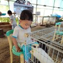 찬우농장 | 고양동물원 일산동물원 일산아이랑 고양아이랑 찬우물 체험 농장 다녀온 휴기!!