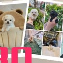 김해 강아지분양 고양이분양 똥강아지 이미지