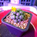 conophytum-flavum-ssp-novicium 이미지