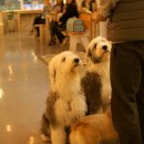 도그홀릭 이미지