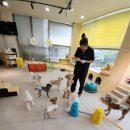 도그노리터 이미지