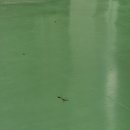 (주)마스꼬따 휴 | 스물여덟번째