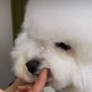 펫살롱 토비몰리 이미지