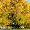 원주시 관광안내소 | 원주 반계리 은행나무 CCTV 활용법 만개 시기 예측 실패 경험에서 얻은 교훈