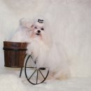 카라말티즈 이미지