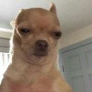 보니떼 네이버블로그