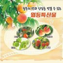 제17회 순천명품 월등 복숭아 체험행사 | 순천명품 월등복숭아 체험행사