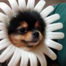 개바라기 이미지