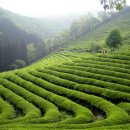 대한다원 이미지