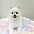 보밸롱 이미지