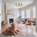 농림수산검역검사본부_상 | 포메라니안 분양 비용 합리적인 선택을 위한 현실 가이드