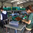 일도농장 이미지