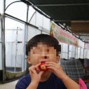 늘봄딸기농원 이미지