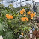 한빛 꽃농원 이미지