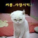 고다상사 이미지