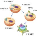 [펌사이언스온] 녹조의 주범 남세균의 ‘불편한 진실’ 이미지