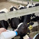 용인목장 이미지