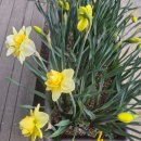 상도섬안어린이공원 | 신안 선도 수선화축제 가는길 ㅣ개화율30% 2026년 실시간 개화현황, 배편 타기 전 확인하세요