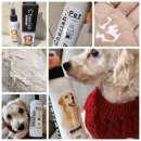 체리쉬펫 | 애견샴푸, 향이 좋은 샴푸 체리쉬 강아지샴푸 &amp; 모발영양제