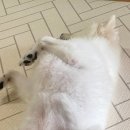 비나인동물병원 이미지