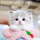 강남 고양이 분양 캣프렌즈 이미지