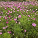 [7편] 2025년11월8일 토요일 서해랑길 32코스를 다녀와서! 이미지