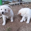 끼리끼리 이미지