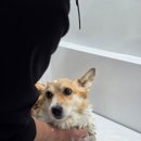 펫츠런파크 이미지