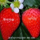 롯데데시앙공인중개사사무소 이미지