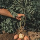 농업회사법인 주식회사 미래 이미지