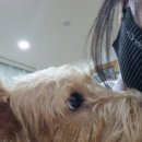 함께할개 사랑할개 이미지