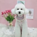 펫더헤븐 태화동물병원점 이미지