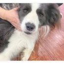 컴투펫 위탁보호센터 서울점 이미지