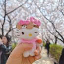 안양천 | [나들이] 오목교 안양천 벚꽃후기 안양천 주차 서울 벚꽃개화시기(안양천제방벚꽃길)