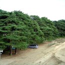 송림(松林) 이미지