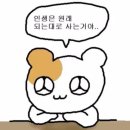 화이트코튼 이미지