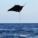 아싸가오리 이미지