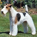 폭스 테리어(Fox Terrier) 이미지