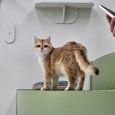 탑골로5번길(3-242) | 건대놀거리 귀여운 고양이들이 가득한 우주로캣 고양이카페 후기