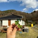 복사꽃펜션 | 합천 아기랑 숙소 :: 마당 넓은 합천 가야산 200평 독채 숙소 '머무름'