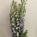 꽃이랑개랑 | [고터 꽃시장] 촬영 부케 고터에서 셀프 만들기, 쥬리원예 후기