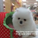 러브펫멀티펫샵안양호계점 | 추석연휴 애견호텔 이용, 멀티펫샵 프랜차이즈 ‘러브펫 코리아' 수요 급증