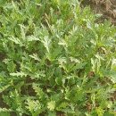 삼봉농장 이미지