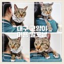 용산초등학교 | 대구 고양이 미용 무마취 고양이미용실 밀꼬냥 만족후기