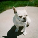 강릉동물병원 이미지