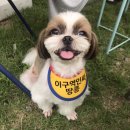 땅콩애견놀이터 이미지