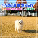 안녕, 내강아지 | 인천 무료 강아지운동장｜혜윰 반려견 놀이터 후기