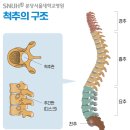 가장 많이 발생하는 척추 질환은? 이미지