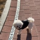 딸랑닭발 | January, 2026 | 소금이와 두쫀쿠로 가득찬 주간일상