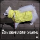 놀아줄개 | 비오는날 강아지 산책해야 할까? 대신 비올때 실내 놀이 강아지랑 놀아주는법